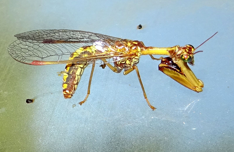 Mantispa styriaca - Mantispidae